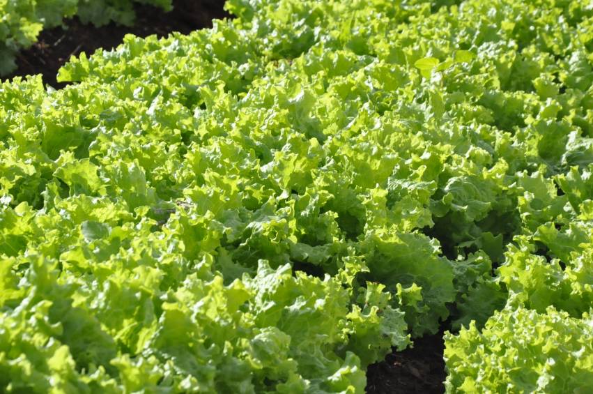 Hortas Municipais: Produtos à venda nesta terça-feira, 16/04
