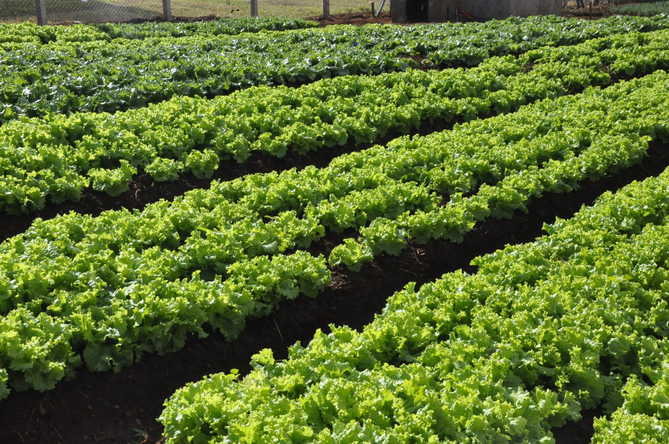 Hortas Municipais: Produtos à venda nesta terça-feira, 23/04