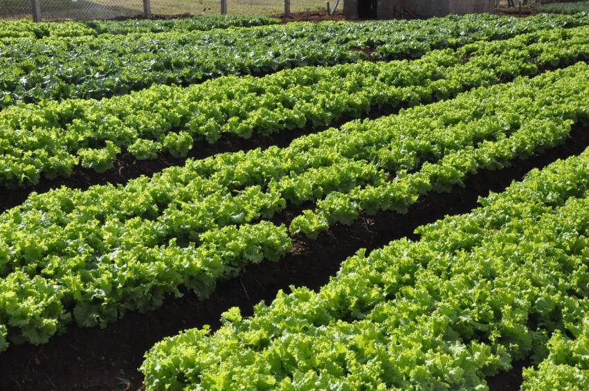 Hortas Municipais: Produtos à venda nesta terça-feira, 23/04