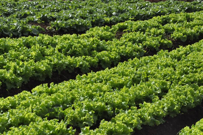 Hortas Municipais: Produtos à venda nesta terça-feira, 30/04