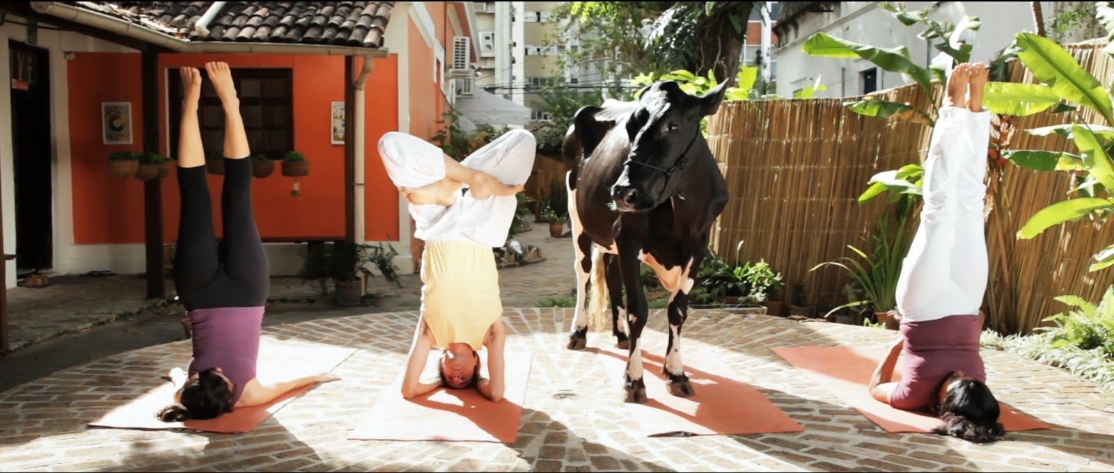 Filme “Animal Político”: exibição nessa quinta-feira