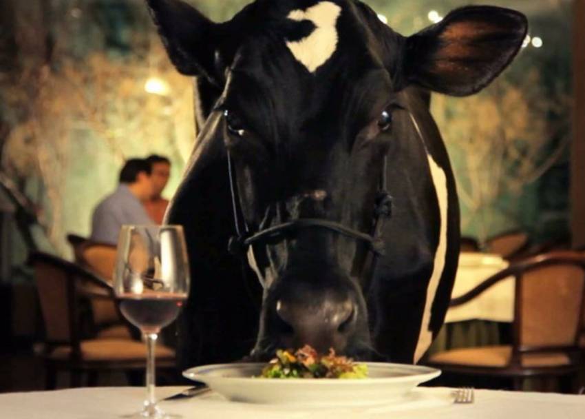 “Animal Político” é exibido no Programa Pontos MIS nessa terça-feira