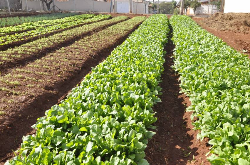 Hortas Municipais: Produtos à venda nesta terça-feira, 04/06