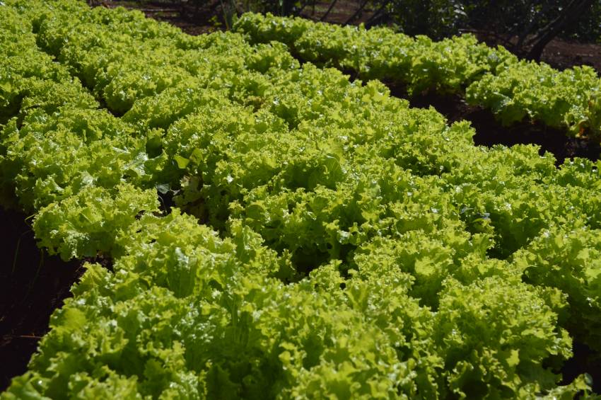 Produtos disponíveis para venda nesta terça-feira, 11/06, nas hortas municipais