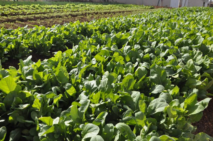 Hortas Municipais: Produtos à venda nesta terça-feira, 25/06