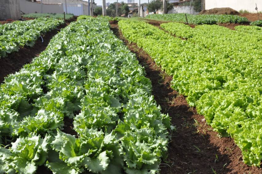 Hortas Municipais: Produtos à venda nesta terça-feira, 02/07