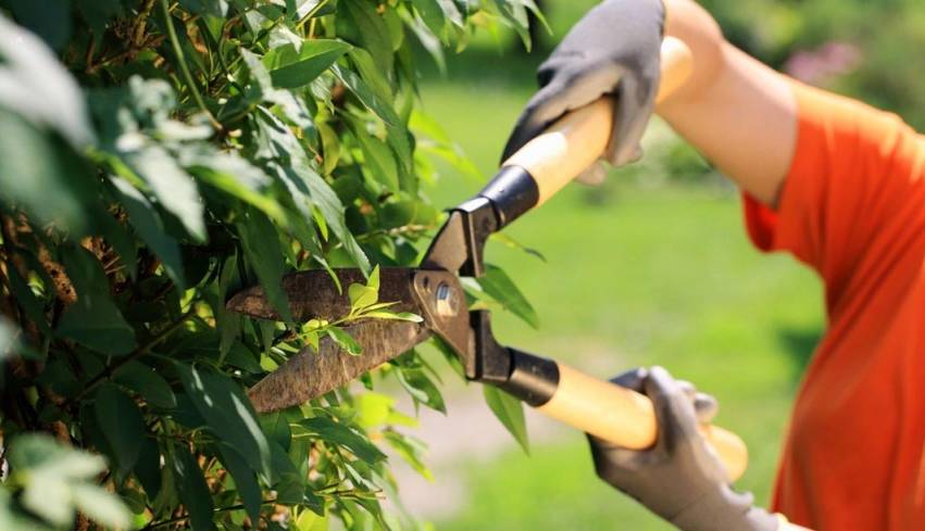 Secretaria de Meio Ambiente oferece Curso de Formação de Podadores