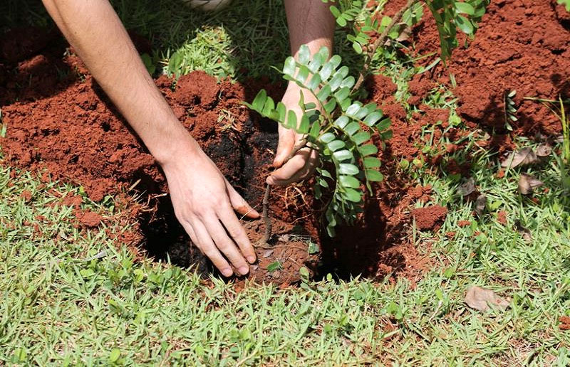 Bosques urbanos estão em formação em bairros da cidade