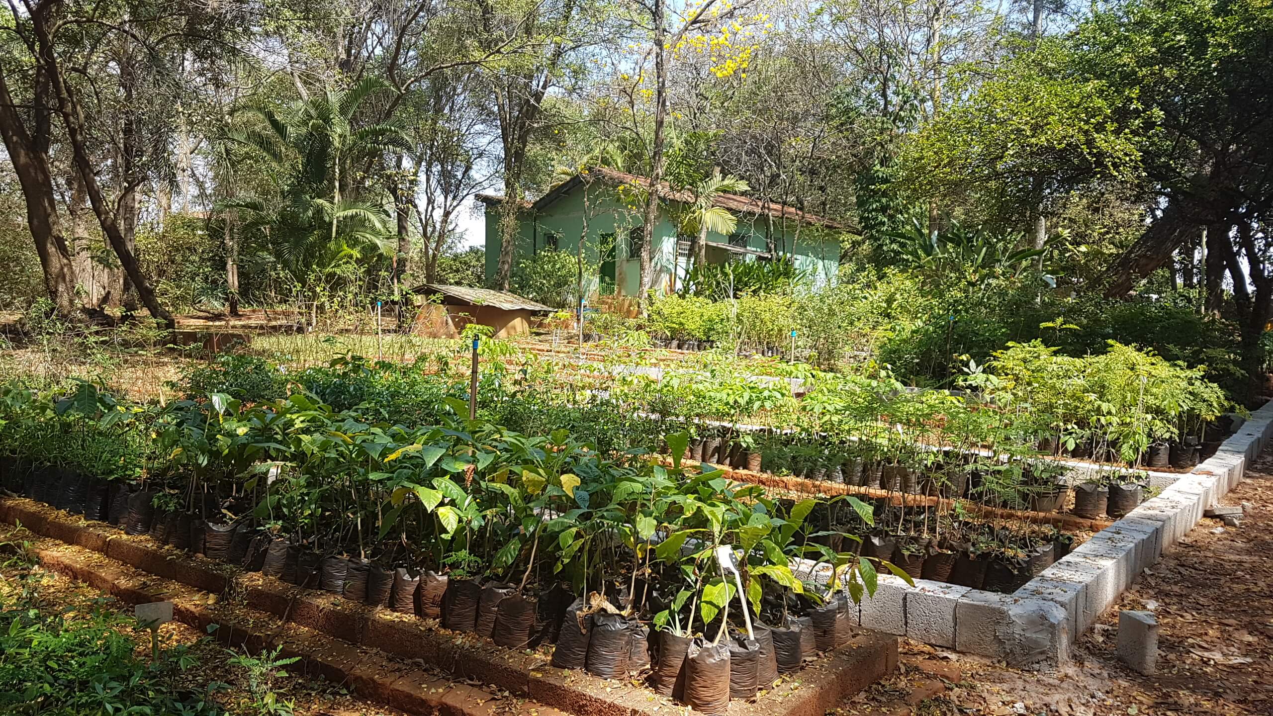 Horto Florestal Municipal: produção ativa de mudas para doação