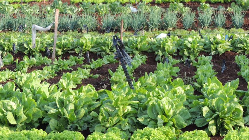 Produtos disponíveis para venda nesta quinta-feira, 19/09, nas hortas municipais.