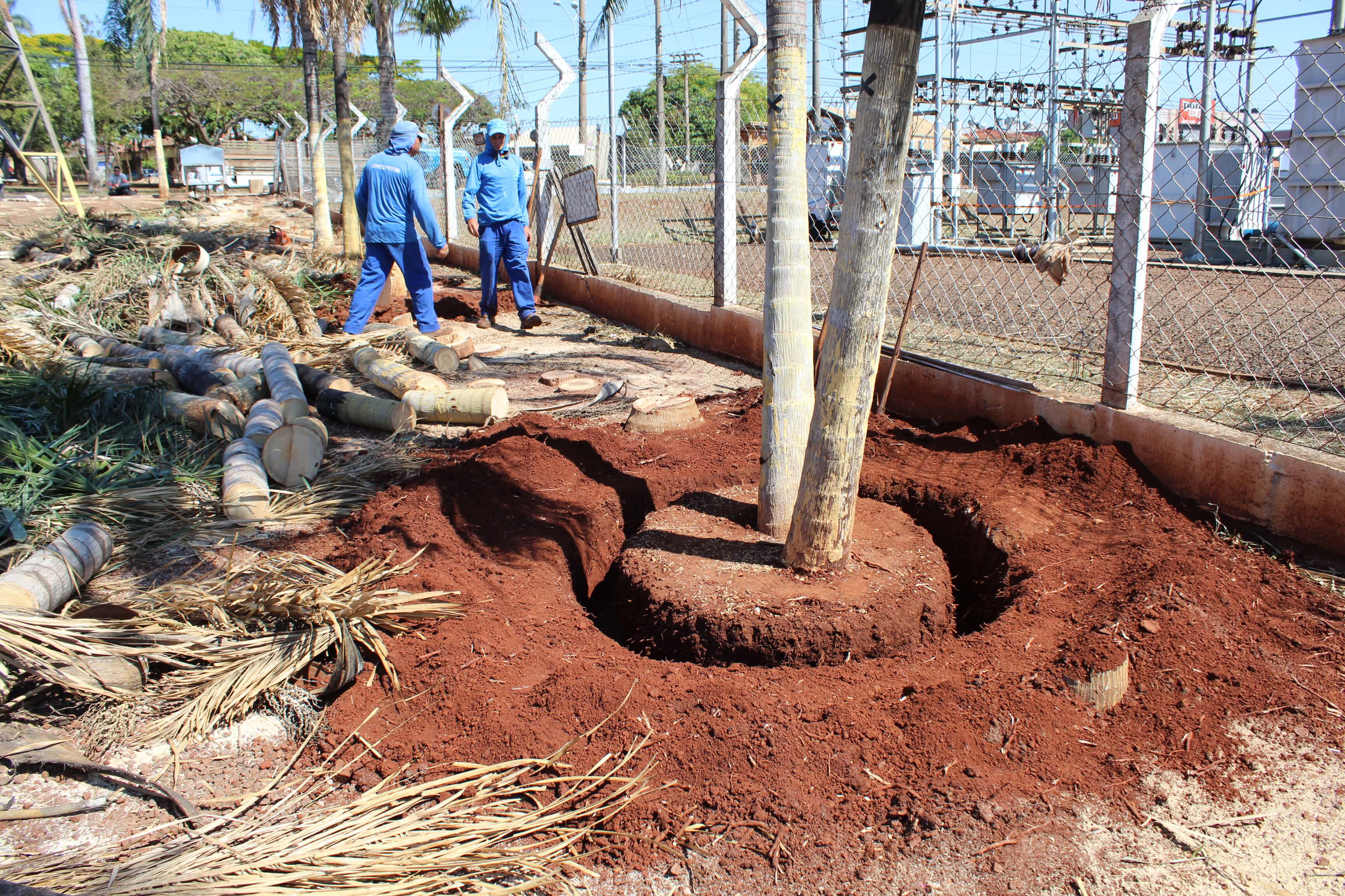 Prefeitura realiza transplante de palmeiras