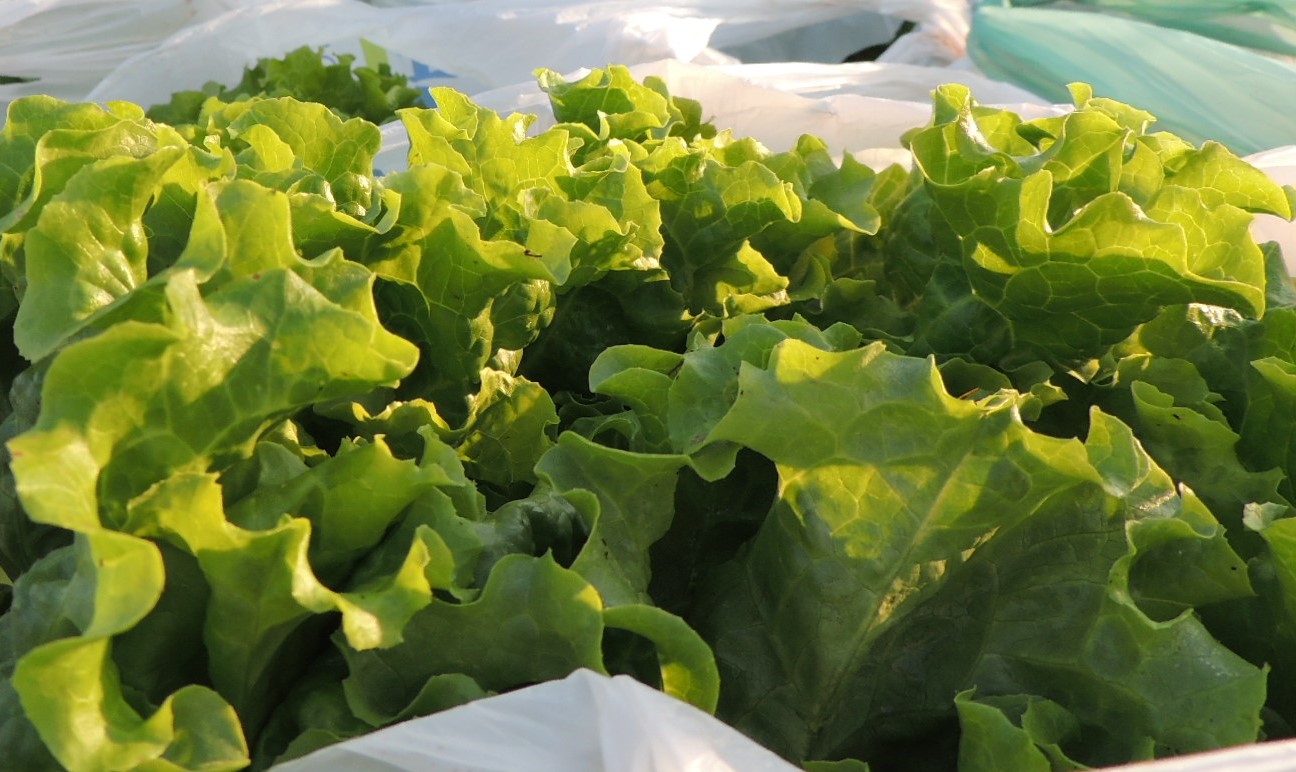 Hortas Municipais: Produtos à venda nesta quinta-feira, 10/10