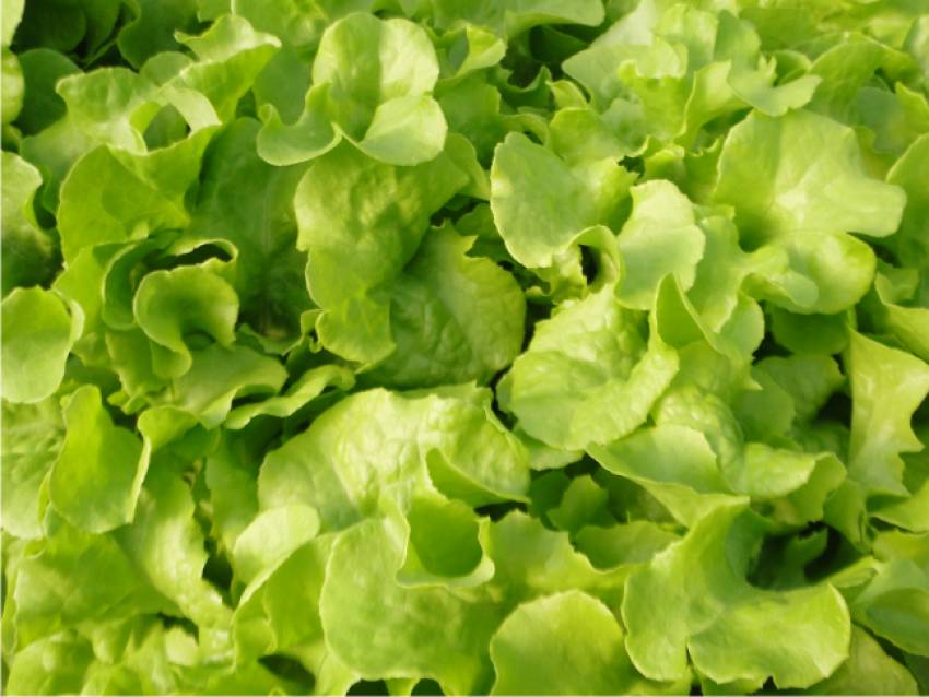 Produtos disponíveis para venda nesta quinta-feira, 17/10, nas hortas municipais.