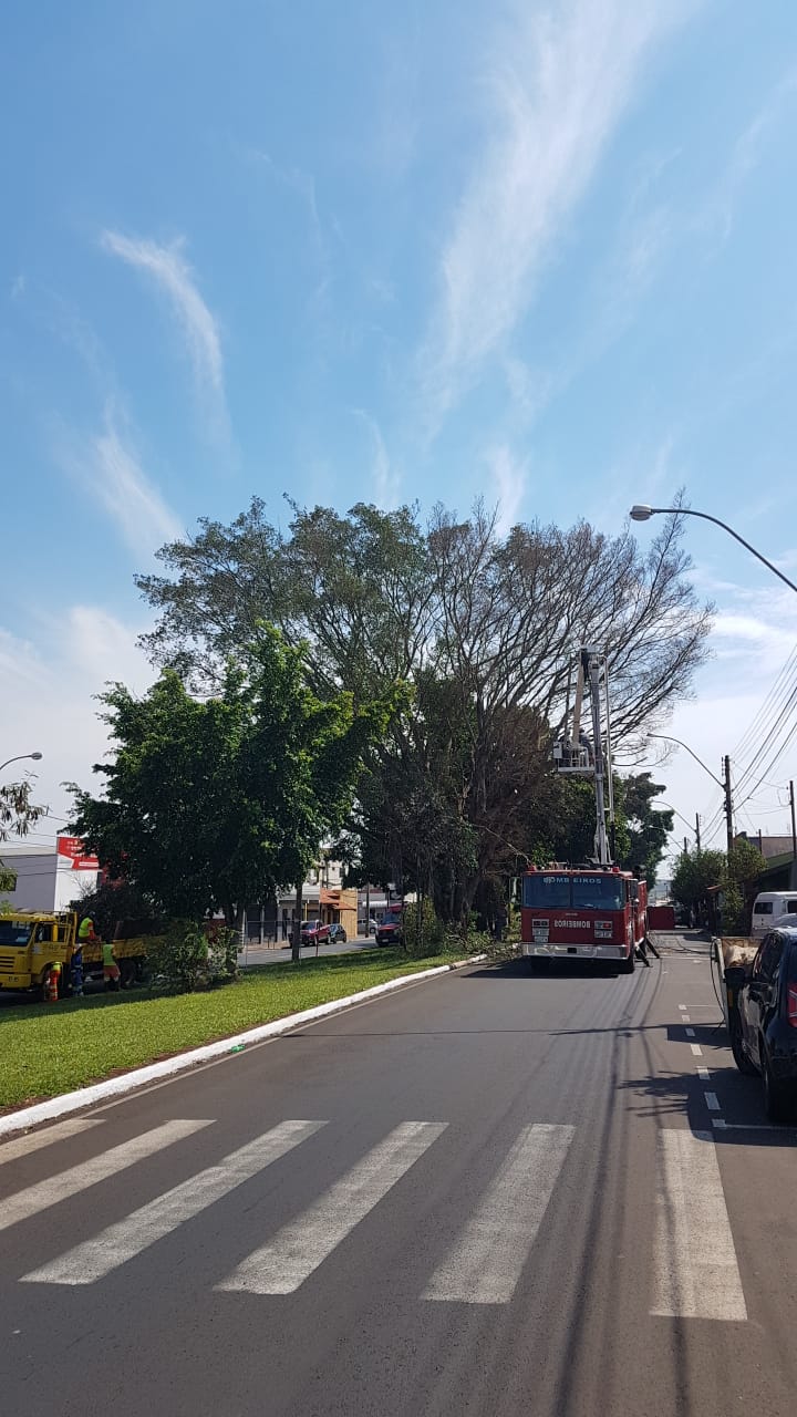 Secretaria de Meio Ambiente informa sobre cortes de árvores programados