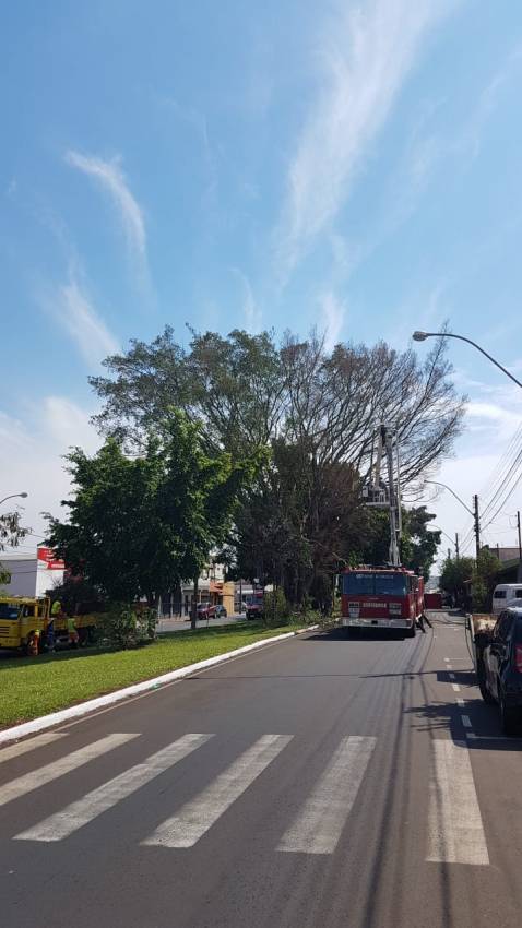 Secretaria de Meio Ambiente informa sobre cortes de árvores programados