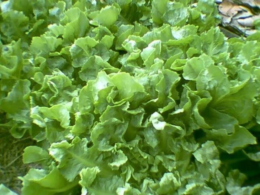 Hortas Municipais: Produtos à venda nesta terça-feira, 12/11