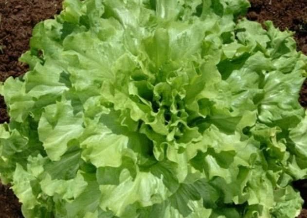 Hortas Municipais: Produtos à venda nesta terça-feira, 19/11
