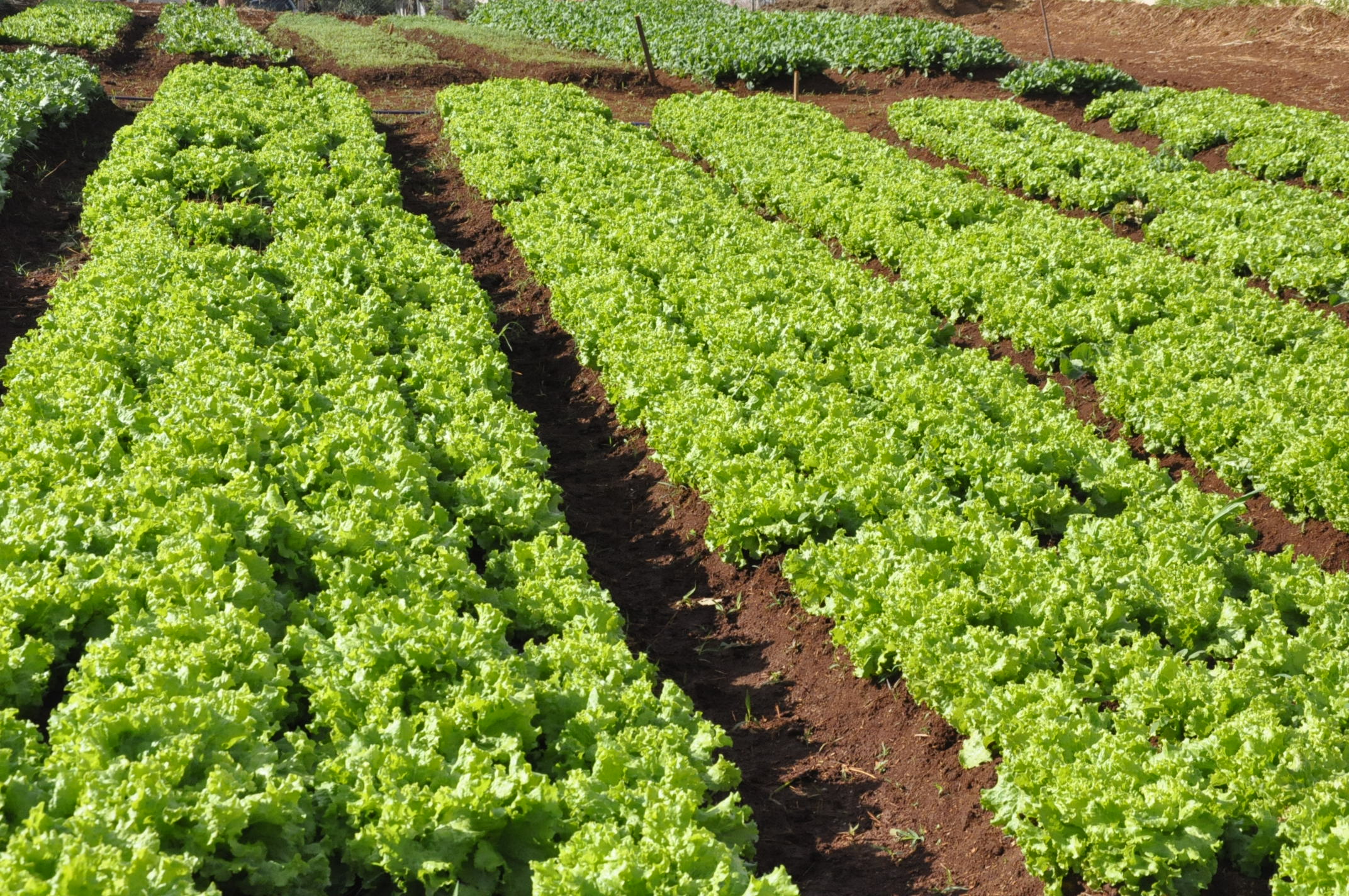 Hortas Municipais: produtos disponíveis para venda na próxima QUINTA-FEIRA, 21/11