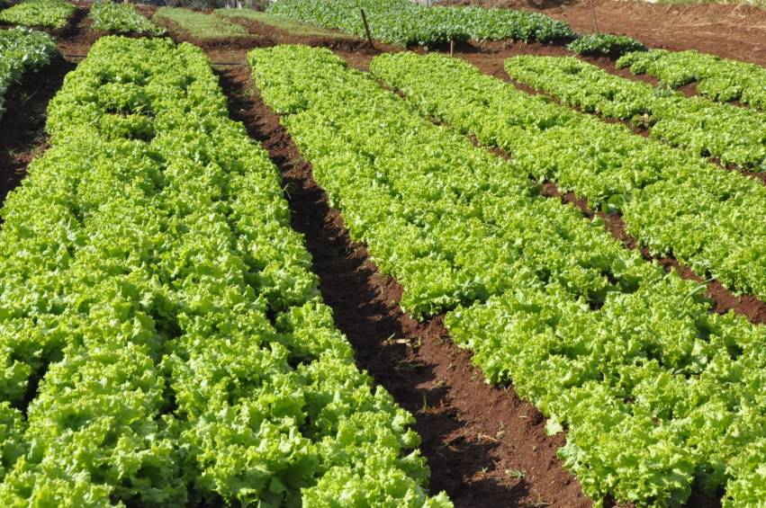Hortas Municipais: produtos disponíveis para venda na próxima QUINTA-FEIRA, 21/11