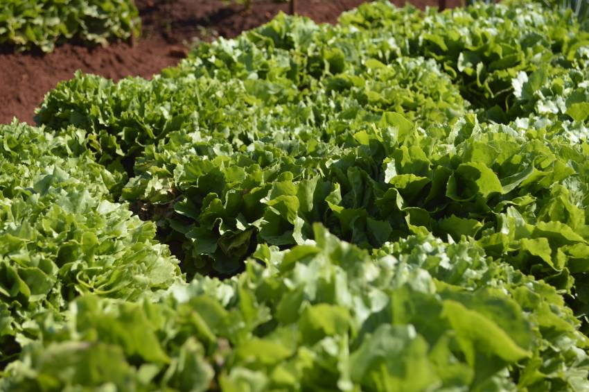 Hortas Municipais: Produtos à venda nesta quinta-feira, 12/12