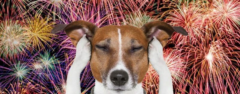Fogos de artifício causam danos à pessoas e animais