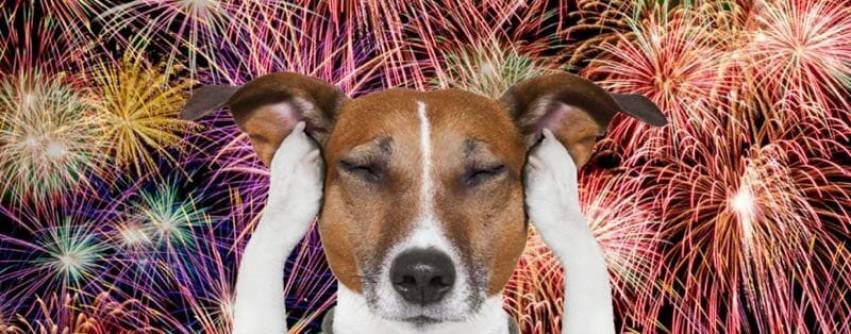 Fogos de artifício causam danos à pessoas e animais