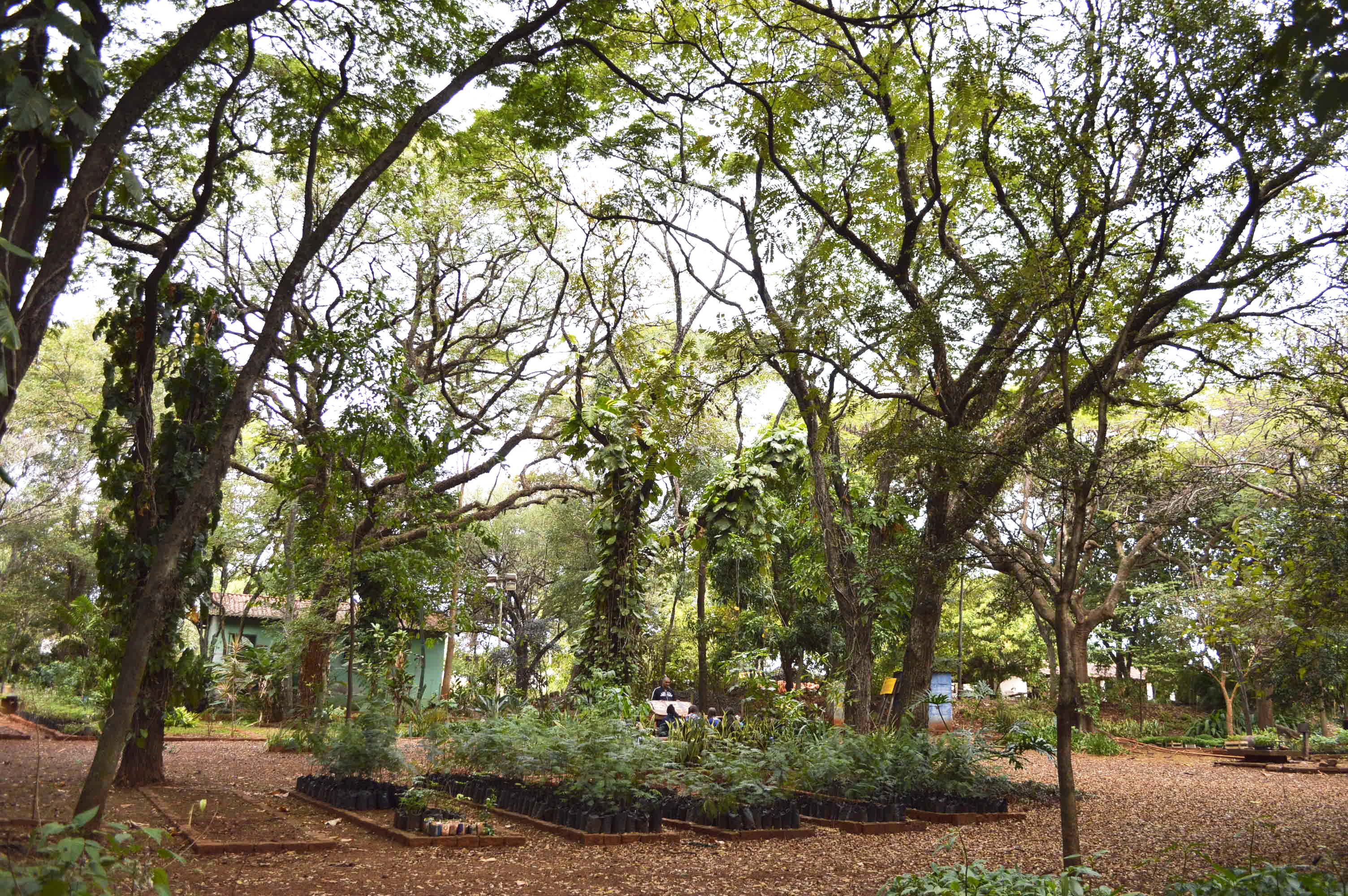 Horto Florestal Municipal: doação de quase 5 mil mudas em 2019