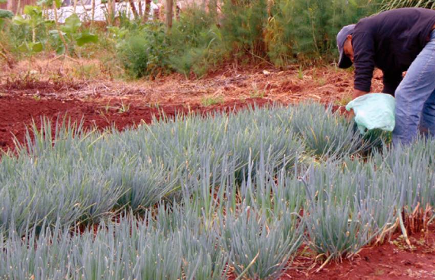 Hortas Municipais - produtos à venda nesta terça-feira, 14/01