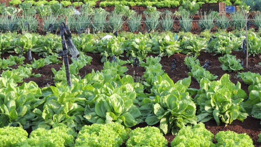Hortas Municipais: Produtos à venda nesta terça-feira, 28/01