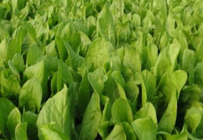 Hortas Municipais: Produtos à venda nesta quinta-feira, 30/01