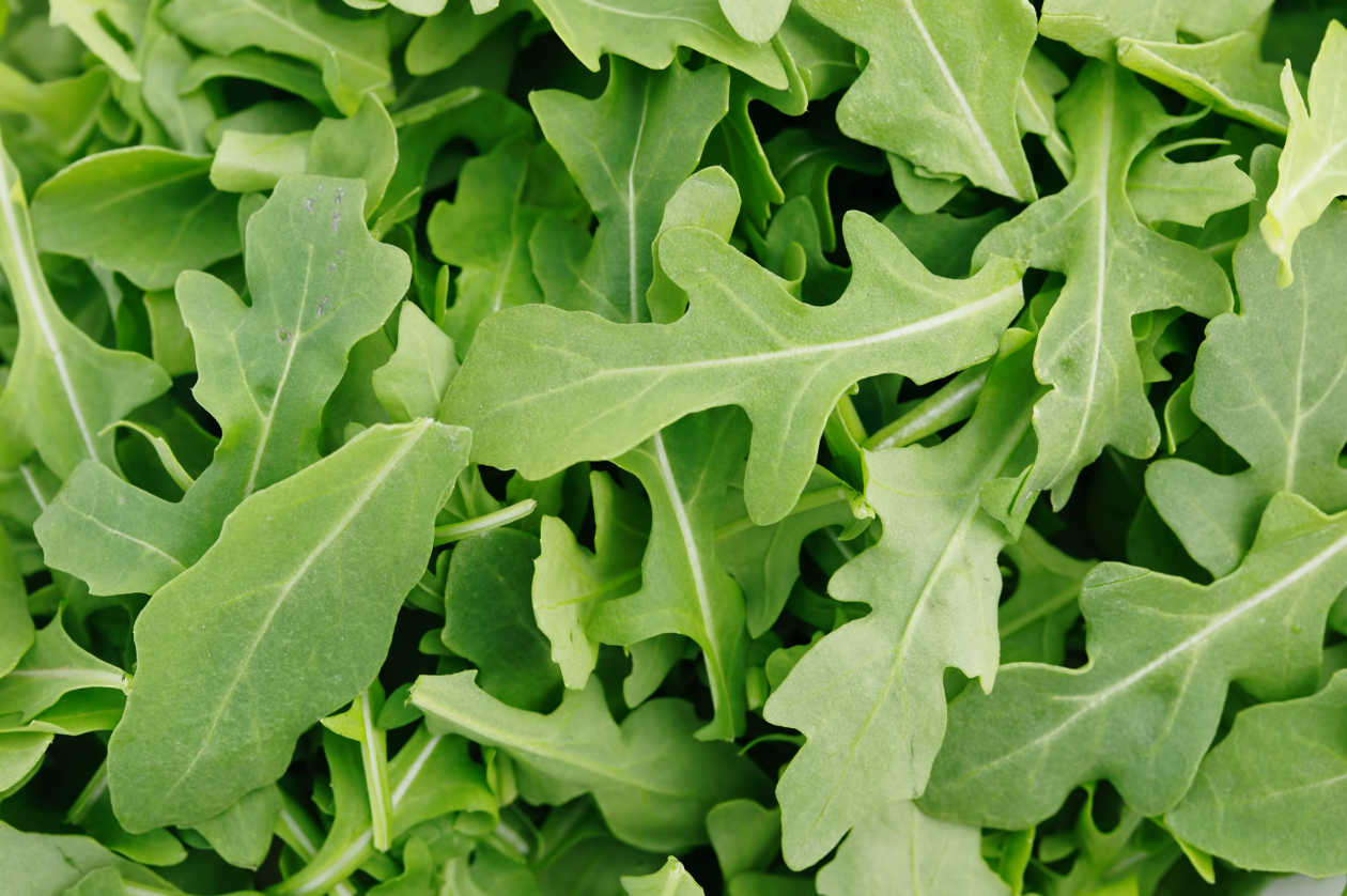 Nesta terça-feira, 11/02, somente a horta do Jardim São José terá produto à venda