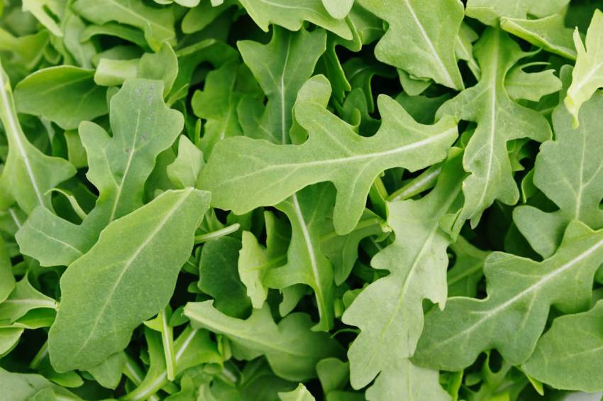 Nesta terça-feira, 11/02, somente a horta do Jardim São José terá produto à venda