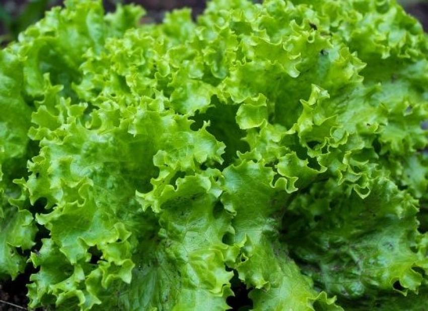 Hortas Municipais: produtos à venda nesta terça-feira, 18/02