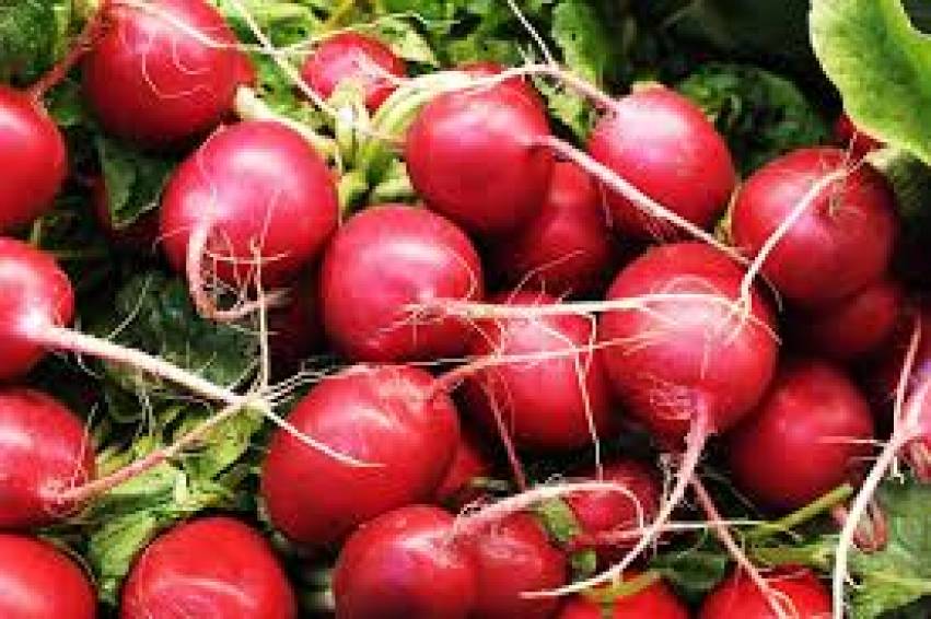 Hortas Municipais: produtos à venda nesta quinta-feira, 20/02