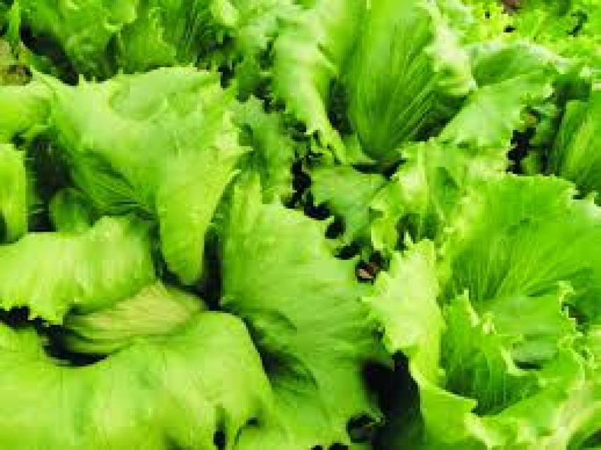Hortas Municipais: produtos à venda nesta quinta-feira, 19/03