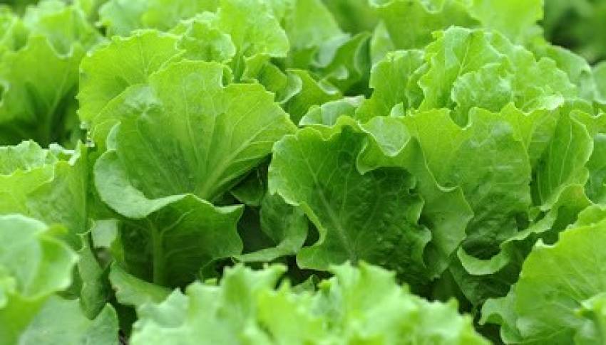 Produtos à venda na horta do Jardim Santa Helena nesta quinta-feira, 9/04
