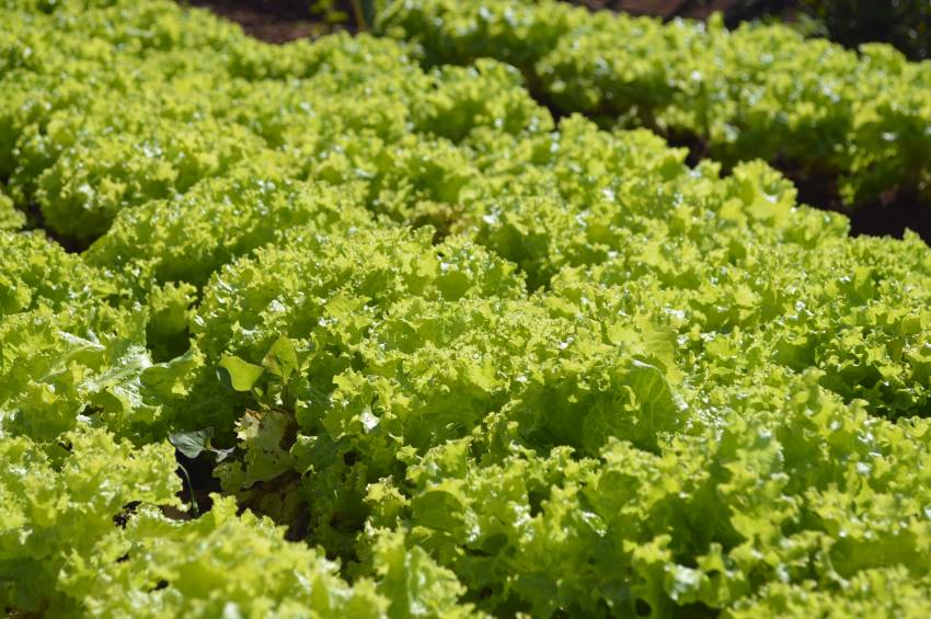 Produtos à venda nesta quinta-feira, 30/04, nas hortas municipais