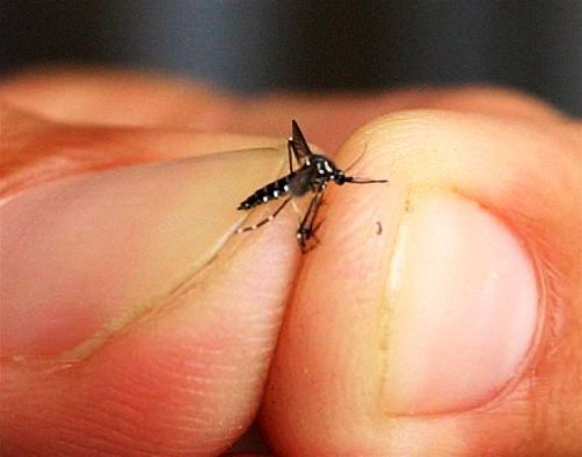 Saúde promove mutirão de limpeza contra o Aedes Aegypti na área 01