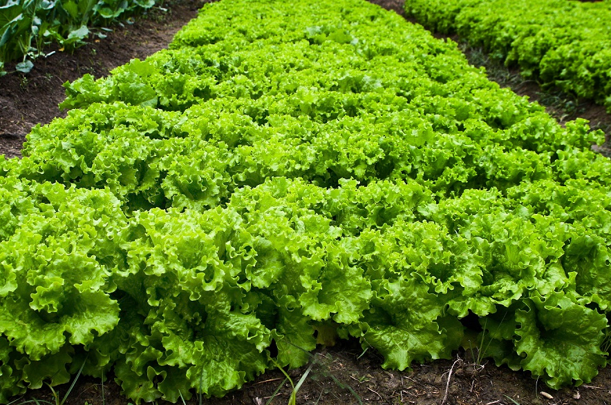 Hortas Municipais: produtos à venda nessa quinta-feira, 07/01