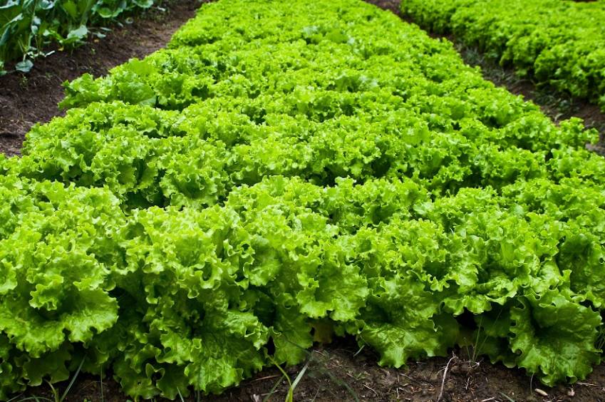 Hortas Municipais: produtos à venda nessa quinta-feira, 07/01