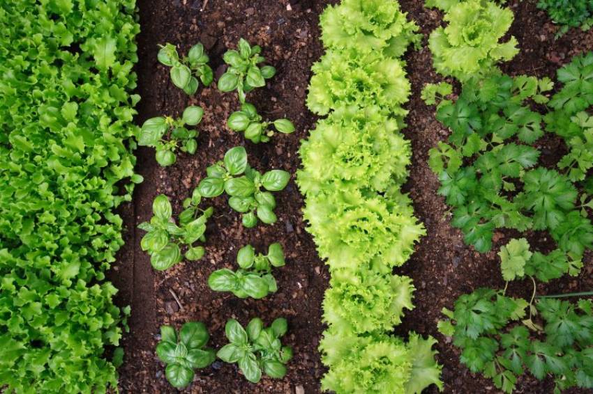 Hortas Municipais: produtos à venda nessa quinta-feira, 14/01