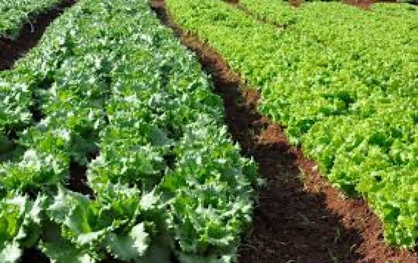 Hortas Municipais: produtos à venda nessa terça-feira, 19/01