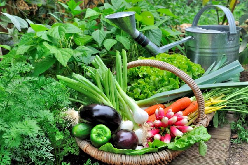 Hortas Municipais: produtos à venda nessa Quinta-Feira, 04/02
