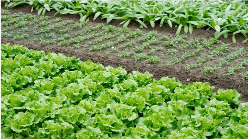 Hortas Municipais: produtos à venda nessa terça-feira, 09/02