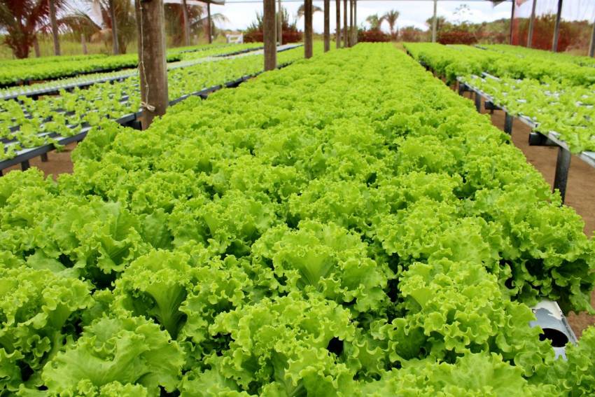 Hortas Municipais: produtos à venda nessa quinta-feira, 18/02