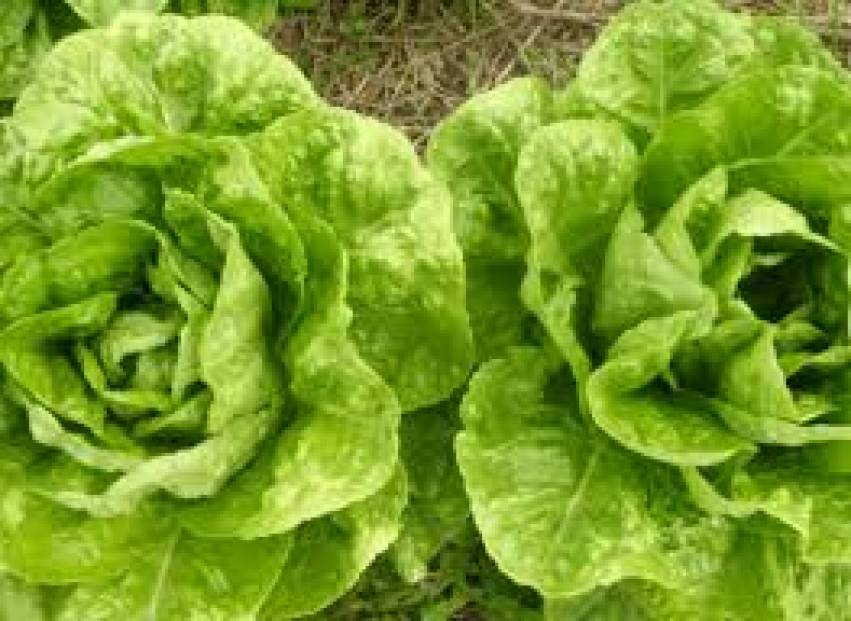 Hortas Municipais: produtos à venda nessa terça-feira, 23/02
