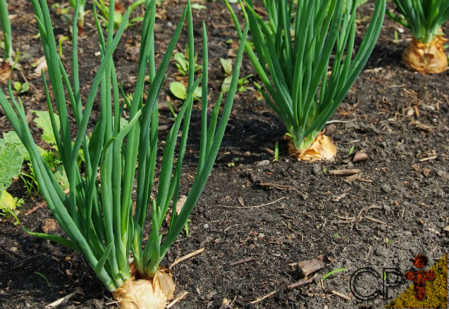 Hortas Municipais: produtos à venda nessa quinta-feira, 25/02