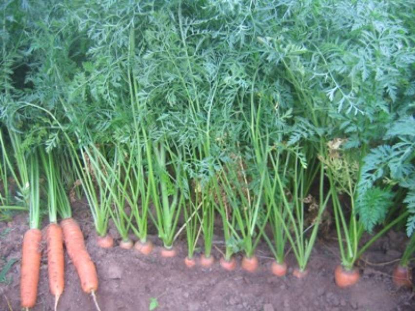 Hortas Municipais: produtos à venda nessa quinta-feira, 01/04