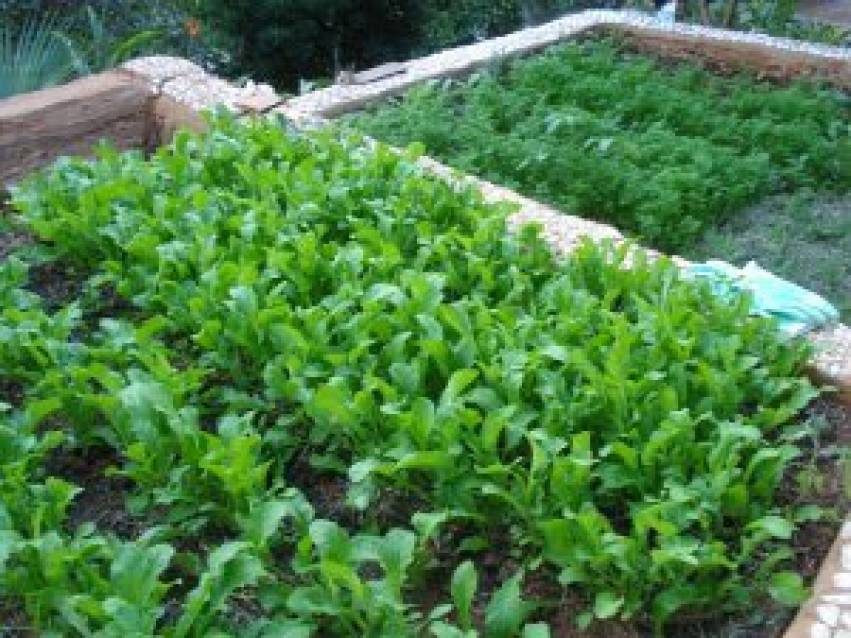 Hortas Municipais: produtos à venda nessa quinta-feira, 08/04