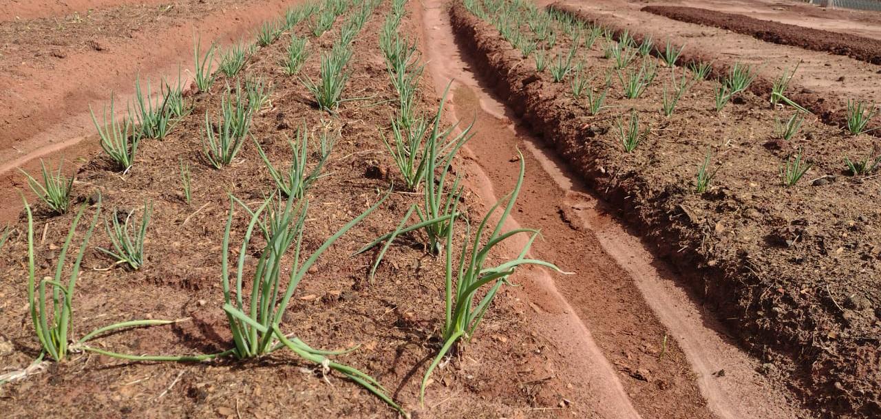 Hortas Municipais: produtos à venda nessa terça-feira (20/04)